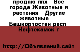 продаю лпх - Все города Животные и растения » Другие животные   . Башкортостан респ.,Нефтекамск г.